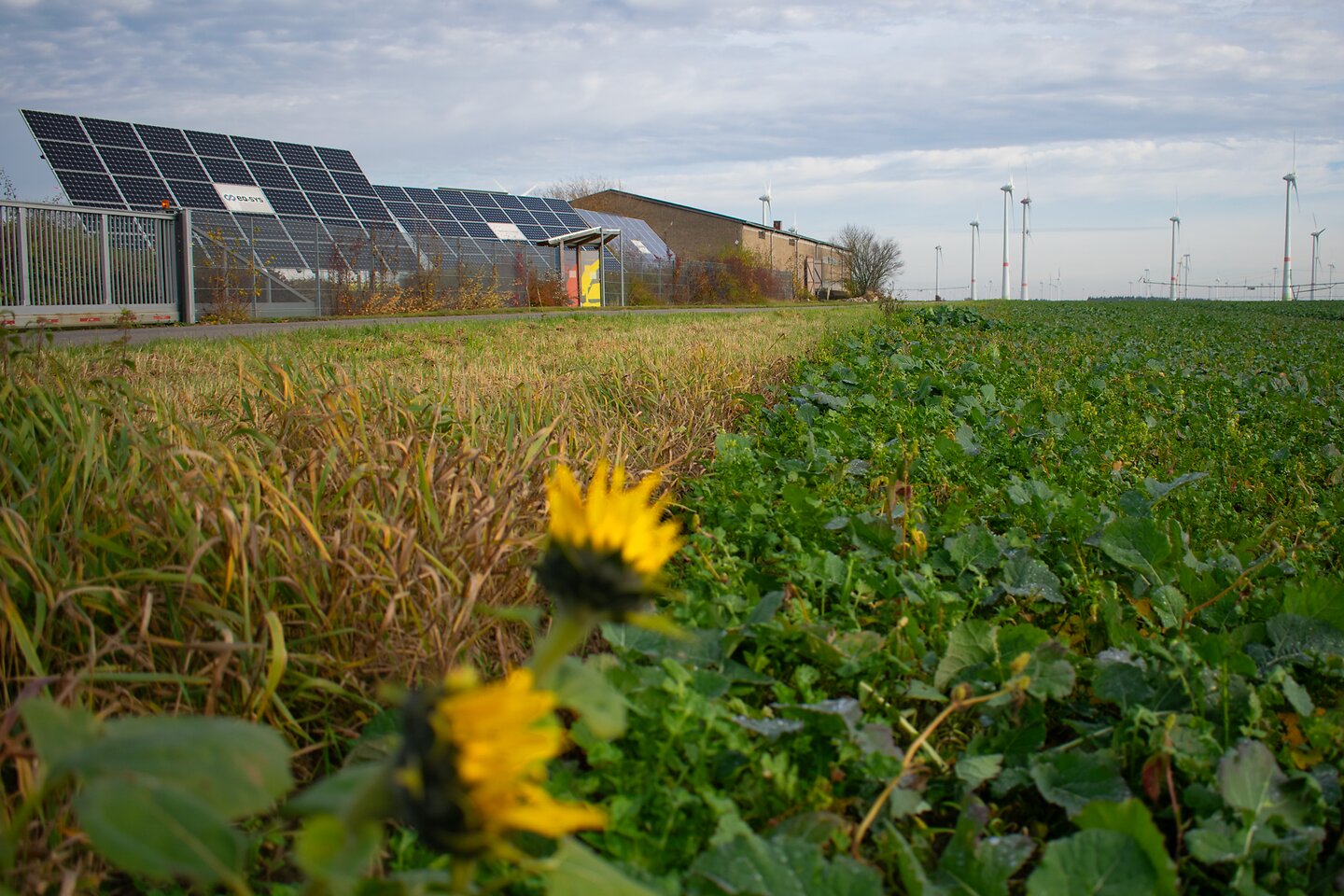 Feld im energieautarken Dorf Feldheim mit Blick auf Windräder und Solaranlagen.