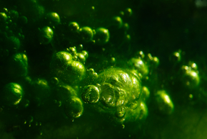 Luft, Gase und Algen im Wasser