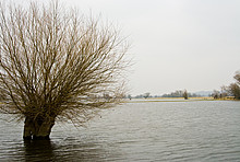 kahler Baum im Hochwasser, im Hintergrund weitere Bäume, Flächen ohne Wasser und ein paar Hügel