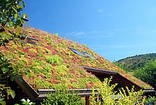 Dach mit Pflanzen bewachsen