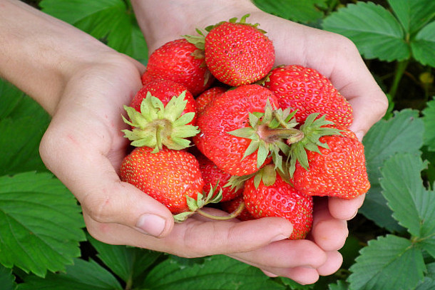 Erdbeeren in den Händen.
